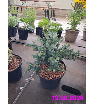 Podocarpus lawr. 'Blue Gem' C 2,5 L